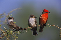 Vermillion Flycatcher (Pyrocephalus rubinus) male with young. Starr County, Rio Grande Valley, Texas, USA.