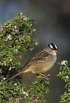 White-crowned Sparrow (Zonotrichia leucophrys) adult on blooming Guayacan (Guaiacum angustifolium). Starr County, Rio Grande Valley, Texas, USA.