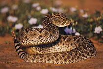Western Diamondback Rattlesnake (Crotalus atrox) adult in defense pose. Starr County, Rio Grande Valley, Texas, USA.