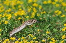 Western Diamondback Rattlesnake (Crotalus atrox) adult. Sinton, Corpus Christi, Coastal Bend, Texas, USA, March.