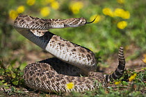 Western Diamondback Rattlesnake (Crotalus atrox), adult in defense posture. Sinton, Corpus Christi, Coastal Bend, Texas, USA, March.