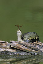 Yellow Mud Turtle (Kinosternon flavescens) adult sunning on log with dragonfly perched on its nose. Starr County, Rio Grande Valley, Texas, USA.