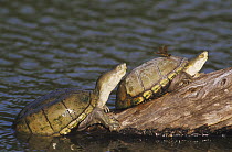 Yellow Mud Turtle (Kinosternon flavescens) adults sunning on log, one with a dragonfly perched on its shell. Starr County, Rio Grande Valley, Texas, USA.