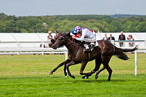 Horse racing - Banimpire (ridden by K.J.Manning, in White and Purple) wins The Ribblesdale Stakes, over Field Of Miracles (2nd, ridden by R.Hughes in Red and White), in June 2011, on the 300th Anniver...