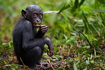 Bonobo (Pan paniscus) infant aged 24-36 months feeding on fruit, Lola Ya Bonobo Sanctuary, Democratic Republic of Congo. October.