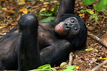 Bonobo (Pan paniscus) mature male 'Tembo' aged approx 17 years, lying on back, relaxing, Lola Ya Bonobo Sanctuary, Democratic Republic of Congo. October.