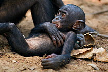 Bonobo (Pan paniscus) male baby aged 10 months with his mother 'Nioki', lying on his mother's foot 'sucking his thumb', Lola Ya Bonobo Sanctuary, Democratic Republic of Congo. October.
