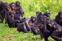 Bonobo (Pan paniscus) group relaxing, Lola Ya Bonobo Sanctuary, Democratic Republic of Congo. October.