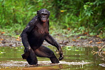 Bonobo (Pan paniscus) female wading through water, Lola Ya Bonobo Sanctuary, Democratic Republic of Congo. October.