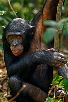 Bonobo (Pan paniscus) mature male 'Api' sitting on the forest floor, Lola Ya Bonobo Sanctuary, Democratic Republic of Congo. October.