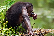 Bonobo (Pan paniscus) female drinking using a nut shell to drink from, Lola Ya Bonobo Sanctuary, Democratic Republic of Congo. October.