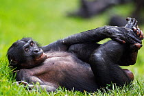 Bonobo (Pan paniscus) mature male 'Manono' aged 17 years, lying on his back, Lola Ya Bonobo Sanctuary, Democratic Republic of Congo. October.