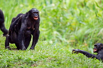Bonobo (Pan paniscus) female carrying a baby acting agressively to warn off another, Lola Ya Bonobo Sanctuary, Democratic Republic of Congo. October.