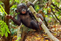 Bonobo (Pan paniscus) male baby 'Bomango' aged 10 months, playing in a tree, Lola Ya Bonobo Sanctuary, Democratic Republic of Congo. October.