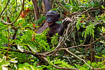 Bonobo (Pan paniscus) female sitting in a tree, Lola Ya Bonobo Sanctuary, Democratic Republic of Congo. October.