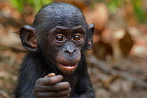 Bonobo (Pan paniscus) male baby 'Bomango' aged 10 months, portrait, Lola Ya Bonobo Sanctuary, Democratic Republic of Congo. October.