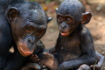 Bonobo (Pan paniscus) female 'Nioki' with her male baby 'Bomango' aged 10 months, portrait, Lola Ya Bonobo Sanctuary, Democratic Republic of Congo. October.