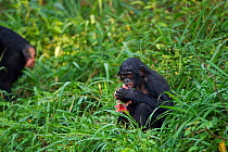Bonobo (Pan paniscus) male juvenile 'Pole' aged 4 years, feeding on a water lily flower, Lola Ya Bonobo Sanctuary, Democratic Republic of Congo. October.