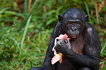 Bonobo (Pan paniscus) female 'Lisala' trying to feed on a pink water lily flower, Lola Ya Bonobo Sanctuary, Democratic Republic of Congo. October.