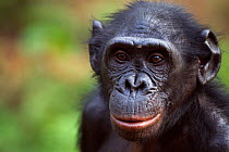 Bonobo (Pan paniscus) female 'Opala', portrait, Lola Ya Bonobo Sanctuary, Democratic Republic of Congo. October.
