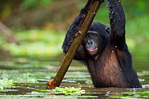 Bonobo (Pan paniscus) adolescent male wading through water supported by a branch, Lola Ya Bonobo Sanctuary, Democratic Republic of Congo. October.