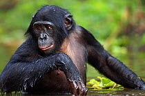 Bonobo (Pan paniscus) adolescent male wading though water, Lola Ya Bonobo Sanctuary, Democratic Republic of Congo. October.