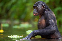 Bonobo (Pan paniscus) young female 'Lisala' wading through water, Lola Ya Bonobo Sanctuary, Democratic Republic of Congo. October.