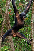 Bonobo (Pan paniscus) young male 'Api' hanging from branches, Lola Ya Bonobo Sanctuary, Democratic Republic of Congo. October.