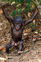 Bonobo (Pan paniscus) male baby 'Bomango' aged 10 months, hanging from a branch, Lola Ya Bonobo Sanctuary, Democratic Republic of Congo. October.