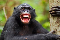 Bonobo (Pan paniscus) male 'Kikongo' making 'happy' grin faces, Lola Ya Bonobo Sanctuary, Democratic Republic of Congo. October.