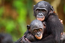Bonobo (Pan paniscus) two juveniles hugging each other, Lola Ya Bonobo Sanctuary, Democratic Republic of Congo. October.