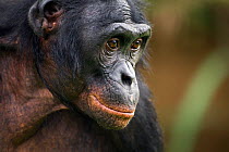 Bonobo (Pan paniscus) mature male 'Manono' aged 17 years, head portrait, Lola Ya Bonobo Sanctuary, Democratic Republic of Congo. October.