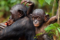 Bonobo (Pan paniscus) male baby 'Bomango' aged 10 months, sitting with his mother 'Nioki', Lola Ya Bonobo Sanctuary, Democratic Republic of Congo. October.