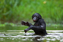 Bonobo (Pan paniscus) mature male 'Kikwit' wading through water, Lola Ya Bonobo Sanctuary, Democratic Republic of Congo. October.