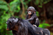 Bonobo (Pan paniscus) female baby aged 12 months, sitting on her mother's back, Lola Ya Bonobo Sanctuary, Democratic Republic of Congo. October.