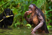 Bonobo (Pan paniscus) female wading through water, drinking, Lola Ya Bonobo Sanctuary, Democratic Republic of Congo. October.