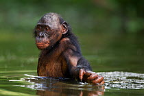 Bonobo (Pan paniscus) mature male 'Kasongo' wading through water, Lola Ya Bonobo Sanctuary, Democratic Republic of Congo. October.