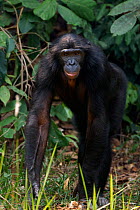 Bonobo (Pan paniscus) adolescent male, standing portrait, Lola Ya Bonobo Sanctuary, Democratic Republic of Congo. October.