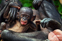 Bonobo (Pan paniscus) female baby 'Sanza' aged 5 months, playing with her mother 'Tshilomba', Lola Ya Bonobo Sanctuary, Democratic Republic of Congo. October.
