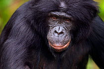 Bonobo (Pan paniscus) mature male 'Max' aged 27 years, head portrait, Lola Ya Bonobo Sanctuary, Democratic Republic of Congo. October.