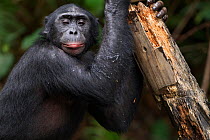 Bonobo (Pan paniscus) male 'Kikwit' holding on to a tree stump, looking down, Lola Ya Bonobo Sanctuary, Democratic Republic of Congo. October.