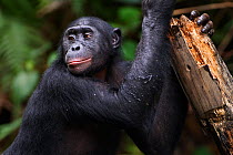 Bonobo (Pan paniscus) male 'Kikwit' holding on to a tree stump, Lola Ya Bonobo Sanctuary, Democratic Republic of Congo. October.