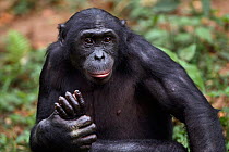 Bonobo (Pan paniscus) mature male 'Kikwit' sitting holding foot,  portrait, Lola Ya Bonobo Sanctuary, Democratic Republic of Congo. October.