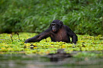 Bonobo (Pan paniscus) adolescent male foraging in water, Lola Ya Bonobo Sanctuary, Democratic Republic of Congo. October.
