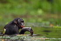 Bonobo (Pan paniscus) mature male 'Manono' wading through water, Lola Ya Bonobo Sanctuary, Democratic Republic of Congo. October.