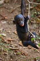 Bonobo (Pan paniscus) female baby aged 12 months, playing in a small tree, Lola Ya Bonobo Sanctuary, Democratic Republic of Congo. October.