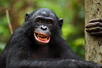 Bonobo (Pan paniscus) male 'Kikongo' making 'happy' grin faces, Lola Ya Bonobo Sanctuary, Democratic Republic of Congo. October.