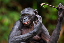 Bonobo (Pan paniscus) female scratching her head with a stick, Lola Ya Bonobo Sanctuary, Democratic Republic of Congo. October.