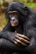 Bonobo (Pan paniscus) young male 'Maniema', portrait, Lola Ya Bonobo Sanctuary, Democratic Republic of Congo. October.