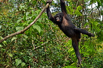 Bonobo (Pan paniscus) female adolescent 'Mwanda', swinging from a branch, Lola Ya Bonobo Sanctuary, Democratic Republic of Congo. October.